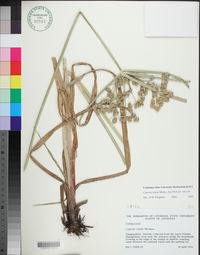 Cyperus virens image