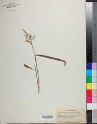 Spodiopogon cotulifer image