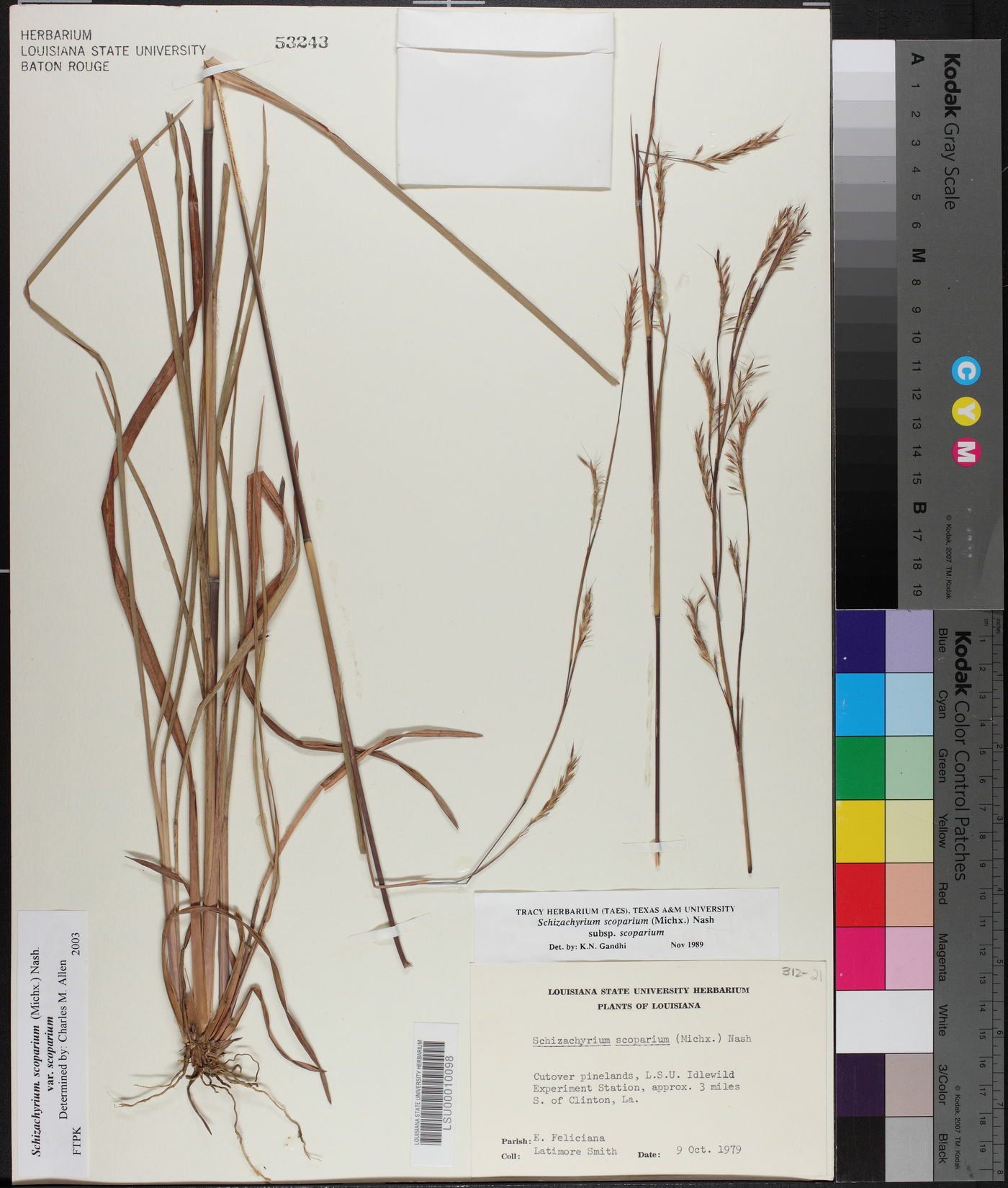 Schizachyrium scoparium var. scoparium image