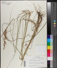 Sorghastrum elliottii image