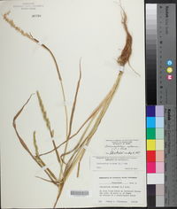 Echinochloa colona image