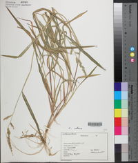 Echinochloa colona image