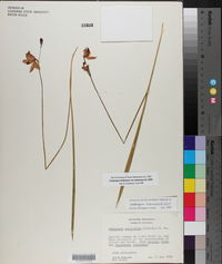 Calopogon tuberosus var. tuberosus image