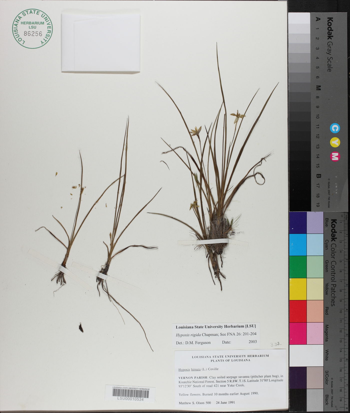 Hypoxis rigida image