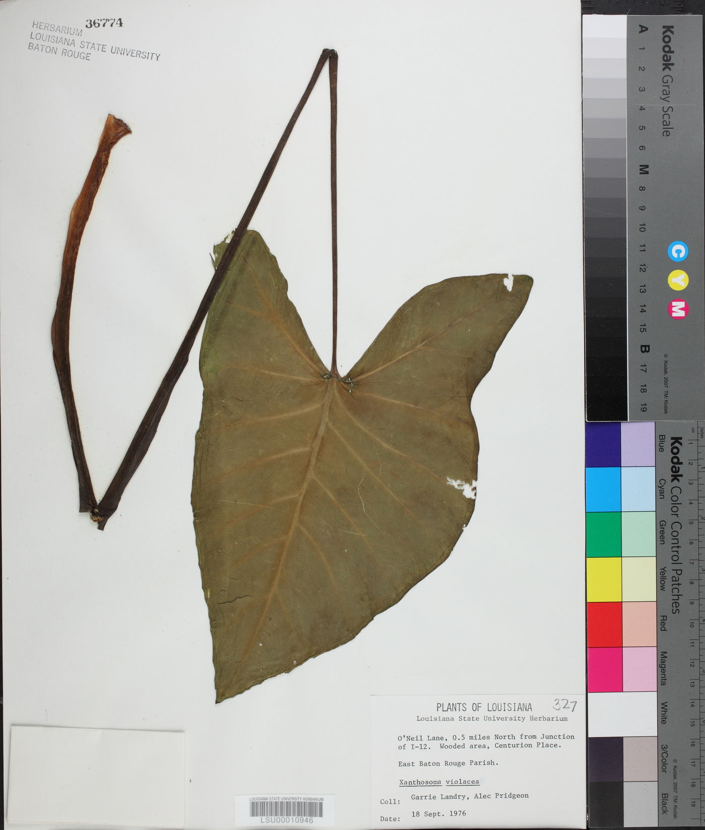 Xanthosoma violaceum image