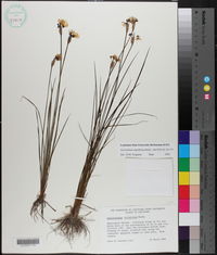 Sisyrinchium sagittiferum image