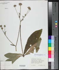 Elephantopus tomentosus image