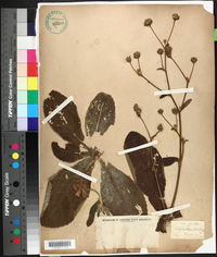 Elephantopus tomentosus image