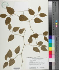 Smilax bona-nox image