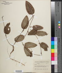 Smilax pumila image