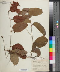 Smilax pumila image