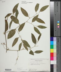 Smilax smallii image