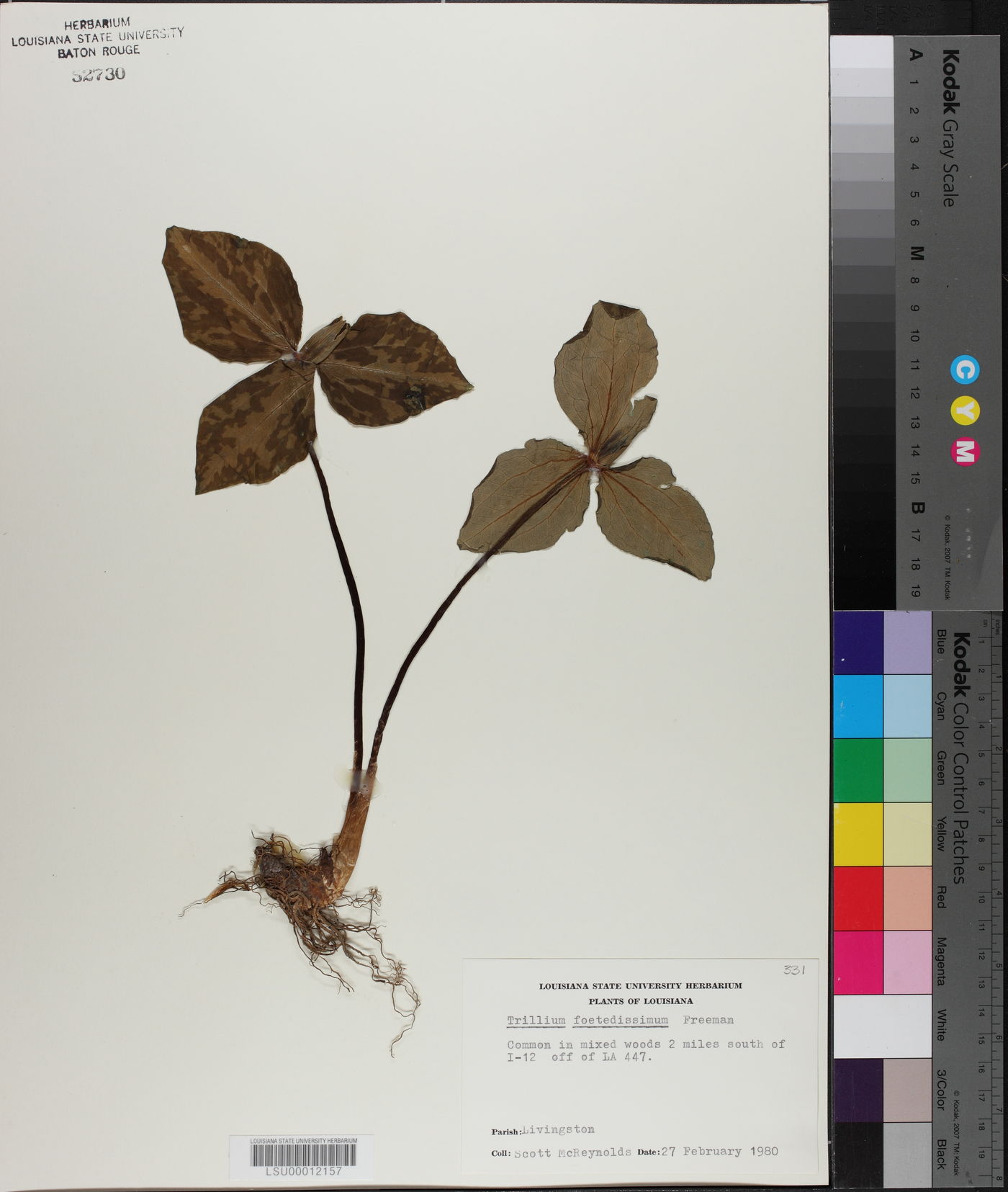 Trillium foetidissimum image