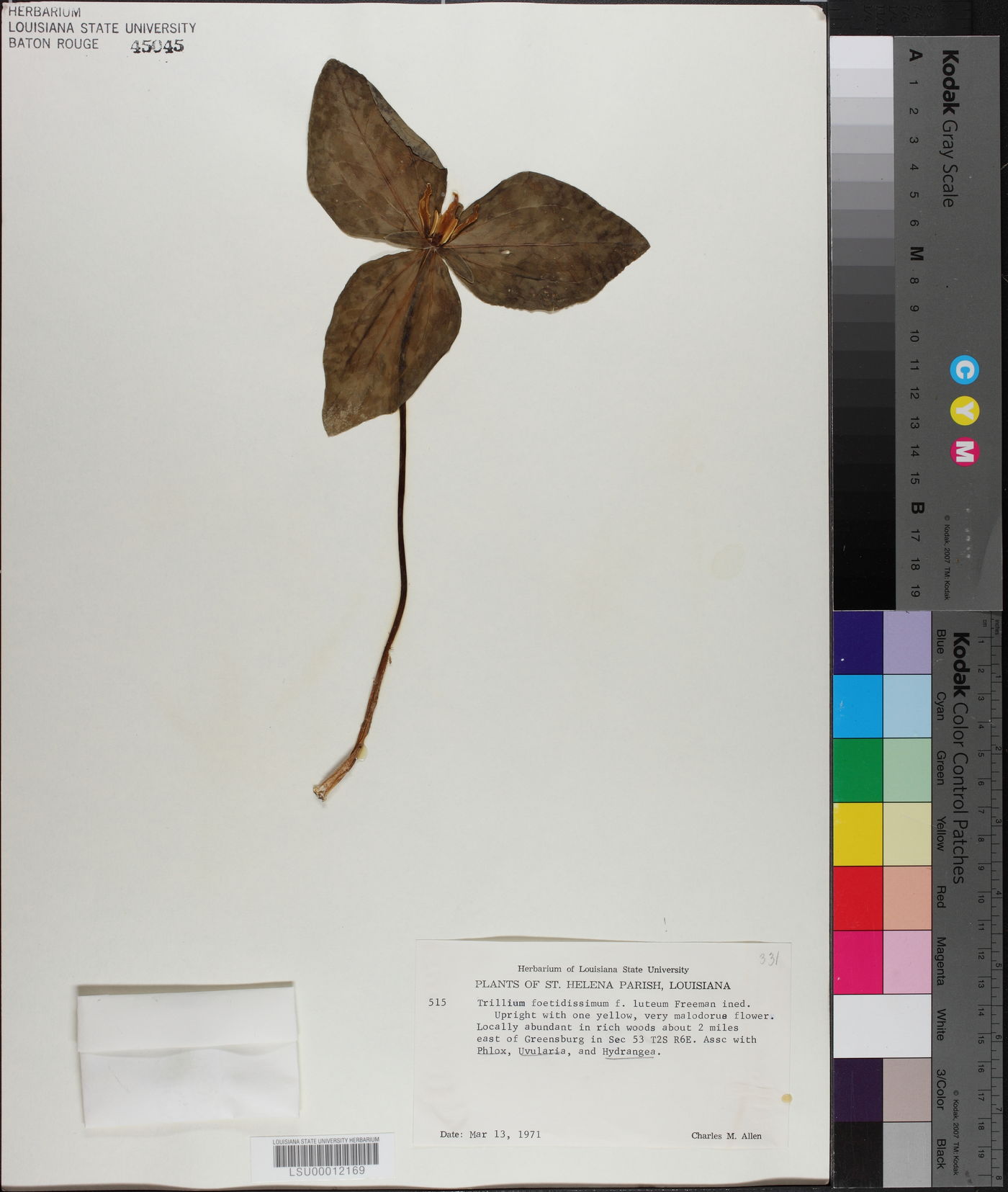 Trillium foetidissimum image