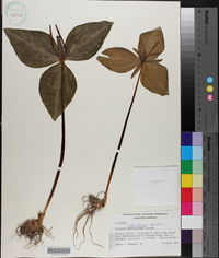 Trillium ludovicianum image