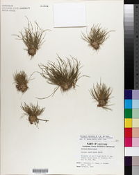 Isolepis carinata image