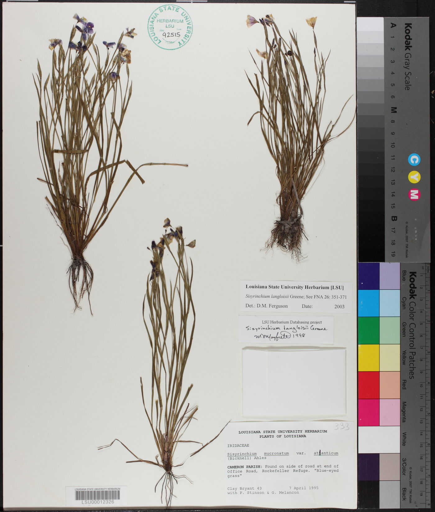 Sisyrinchium langloisii image