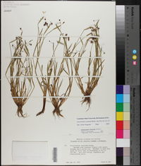 Sisyrinchium rosulatum image