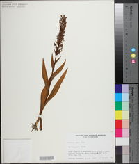 Habenaria repens image