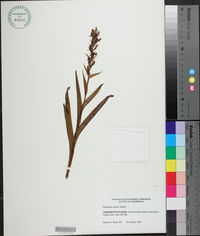 Habenaria repens image