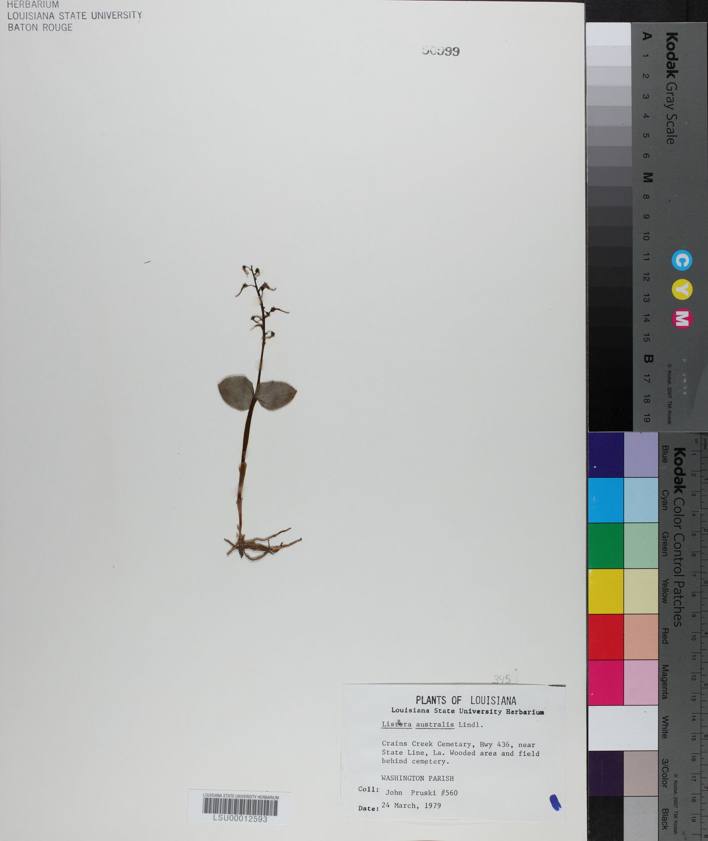Listera australis image