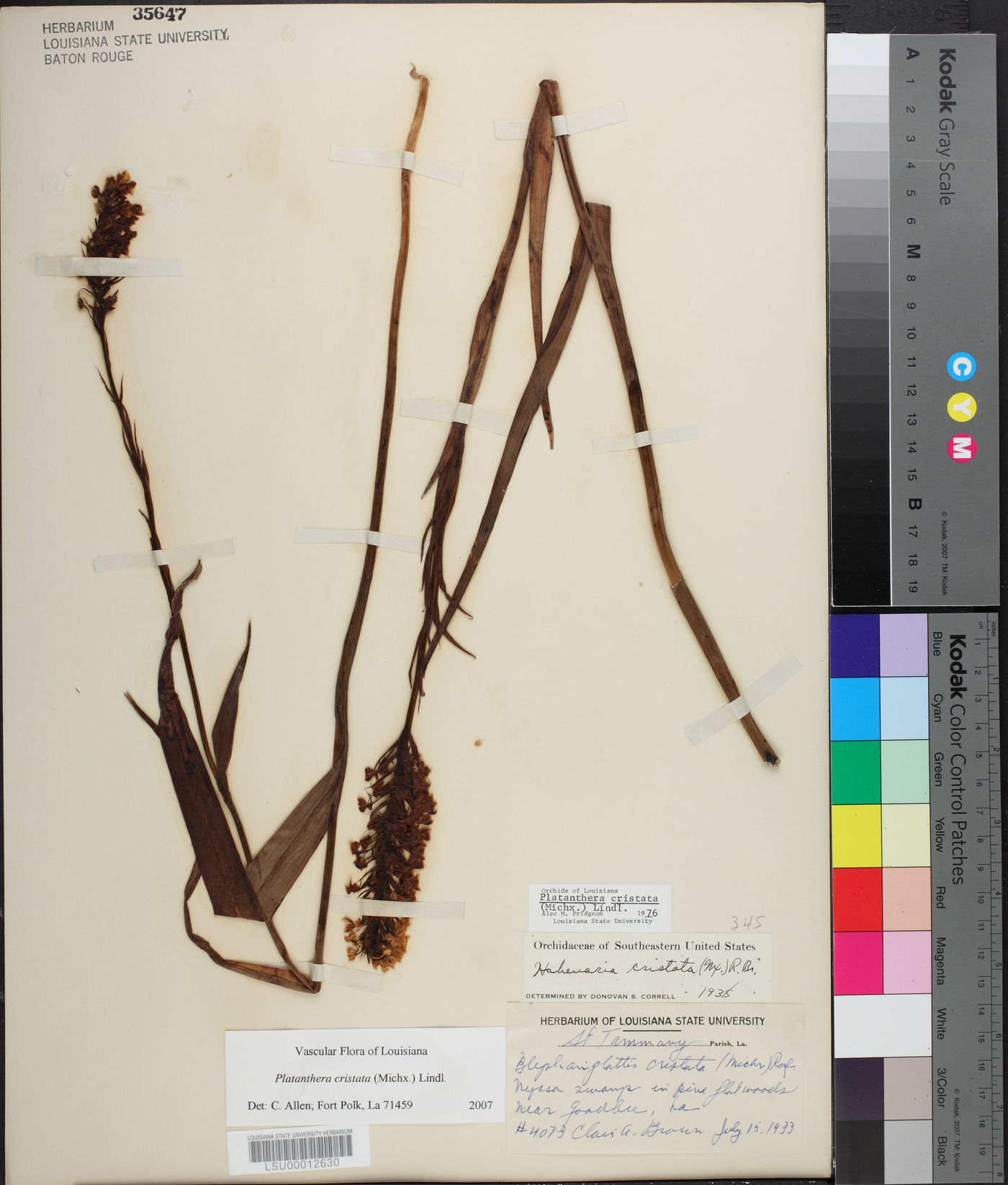 Platanthera cristata image