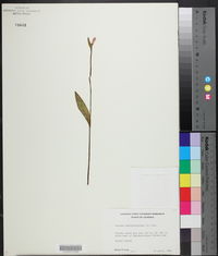 Pogonia ophioglossoides image