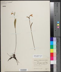 Pogonia ophioglossoides image