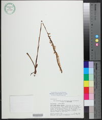 Spiranthes vernalis image