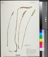 Spiranthes cernua image