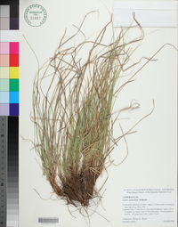 Carex umbellata image