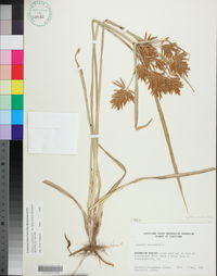 Cyperus esculentus var. leptostachyus image