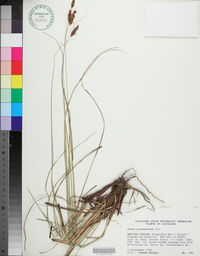 Carex glaucescens image