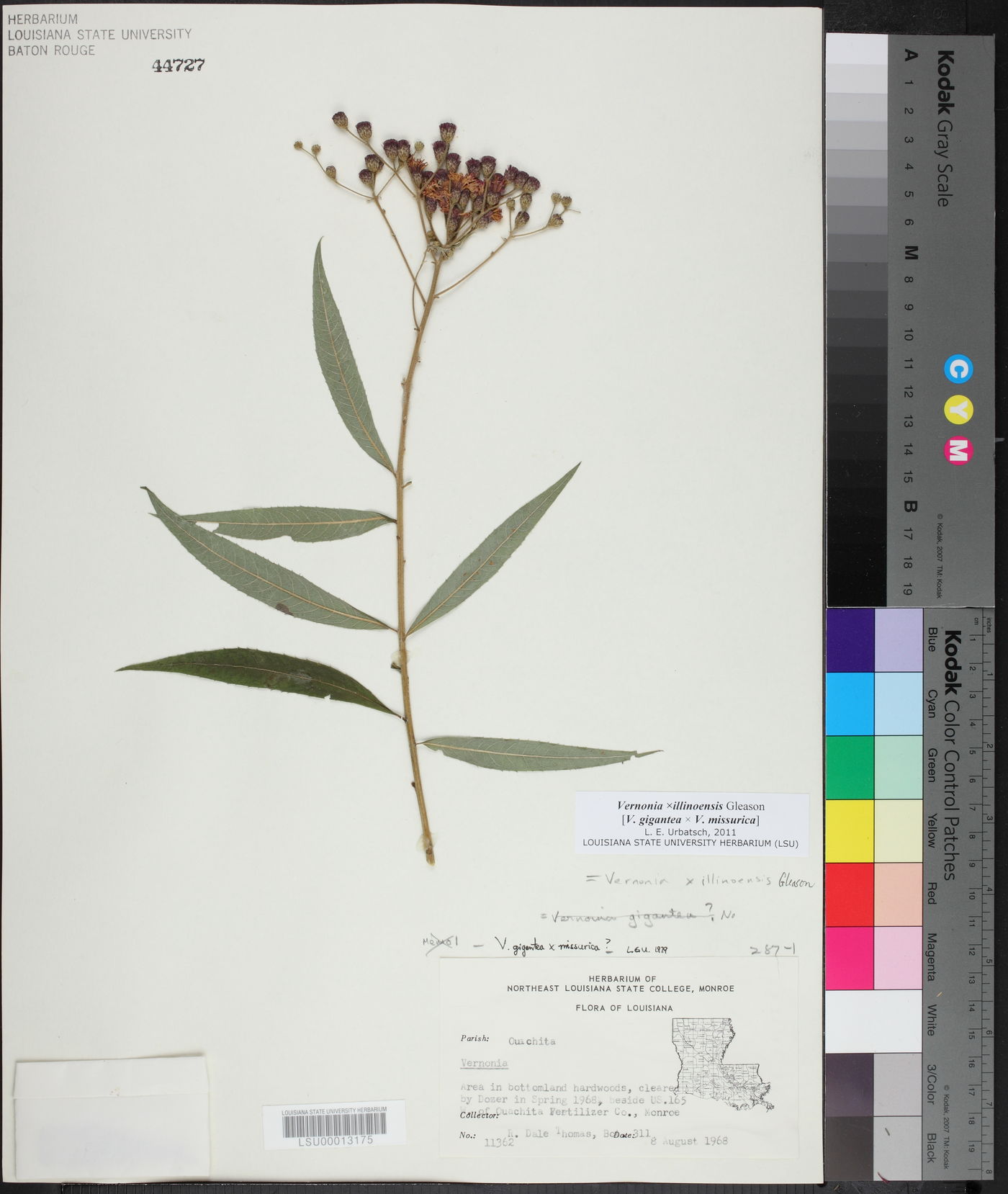 Vernonia × illinoensis image
