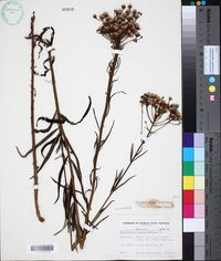 Vernonia texana image