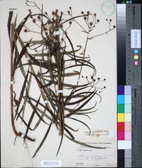 Vernonia texana image