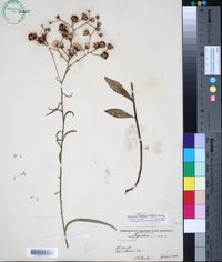 Vernonia texana image