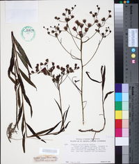 Vernonia texana image