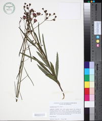 Vernonia texana image