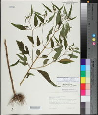 Ageratina altissima var. altissima image