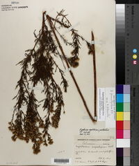 Eupatorium x pinnatifidum image