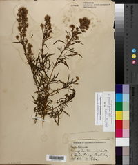 Eupatorium x pinnatifidum image