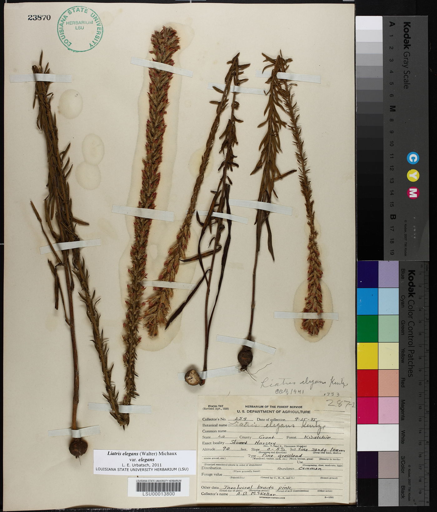 Liatris elegans image