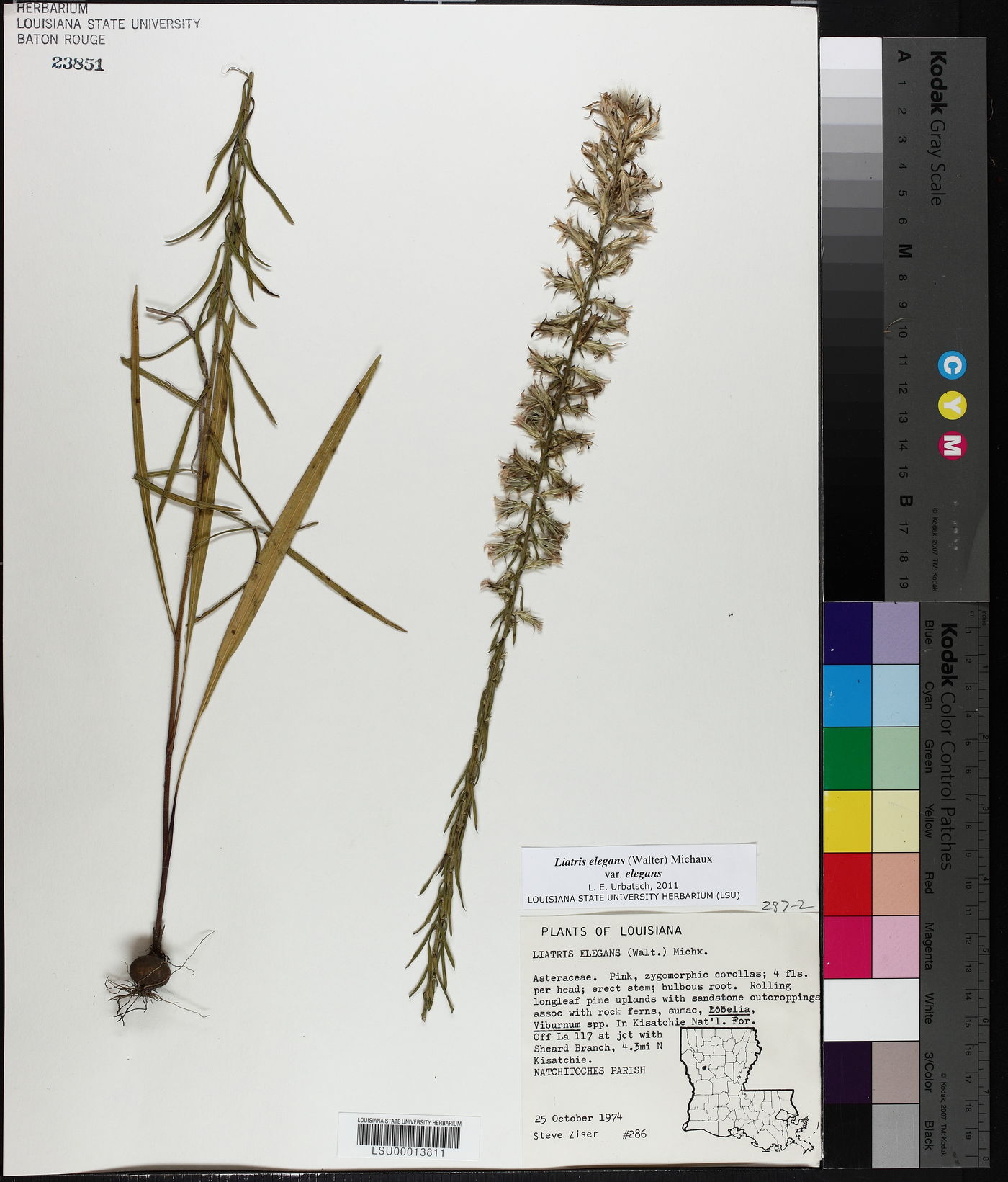 Liatris elegans var. elegans image
