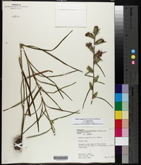 Liatris squarrosa image