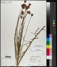 Marshallia graminifolia image