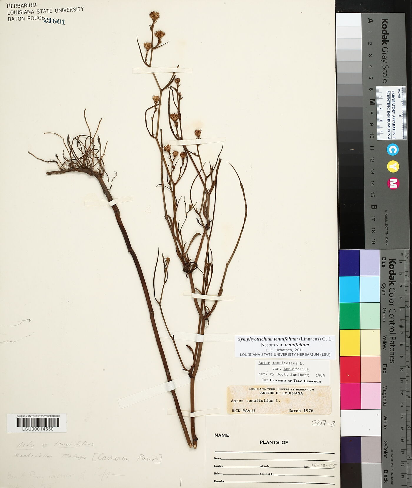 Symphyotrichum tenuifolium var. tenuifolium image