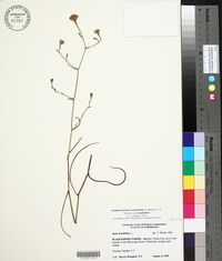 Symphyotrichum tenuifolium var. tenuifolium image