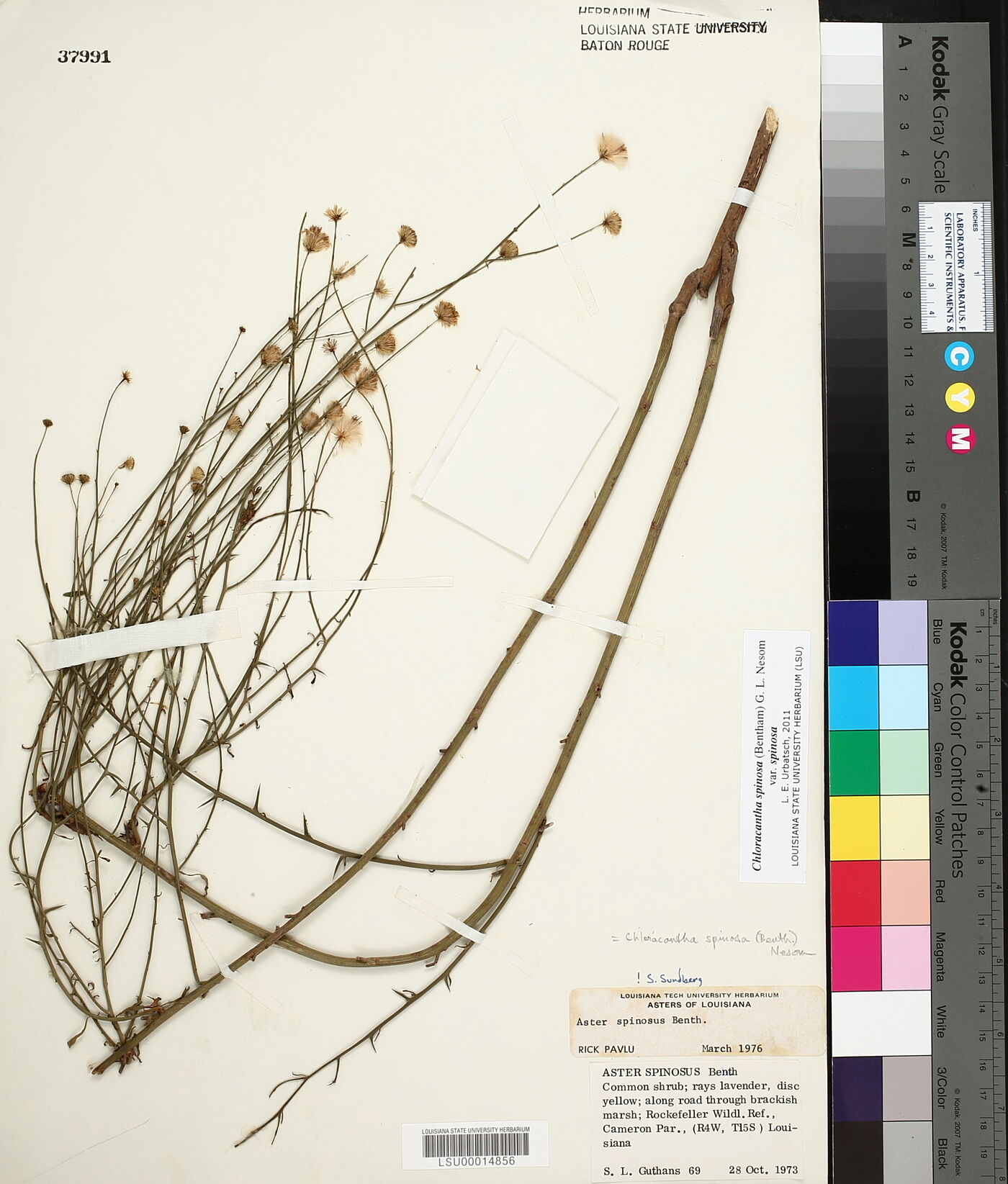 Chloracantha spinosa var. spinosa image