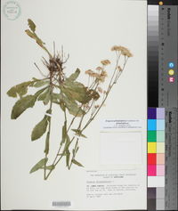 Erigeron philadelphicus var. philadelphicus image
